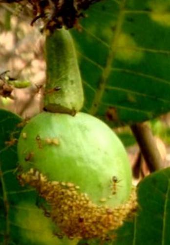 Anaplolepis gracillipes