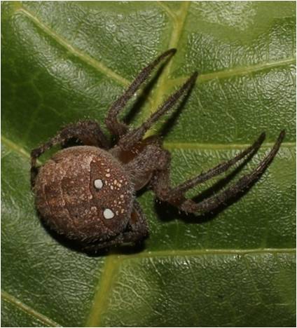 Araneus bilunifer