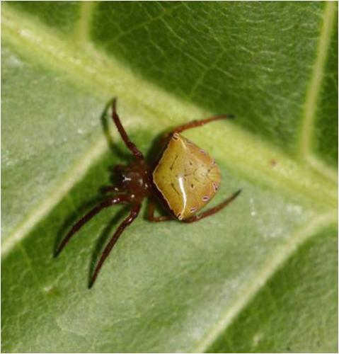 Araneus bituberculatus
