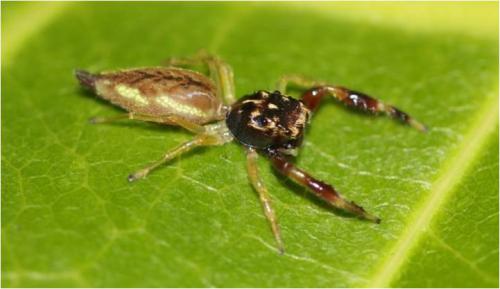 Bavia kairali sp. nov.