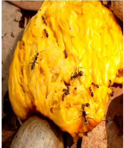 Camponotus compressus and Meranoplus bicolor