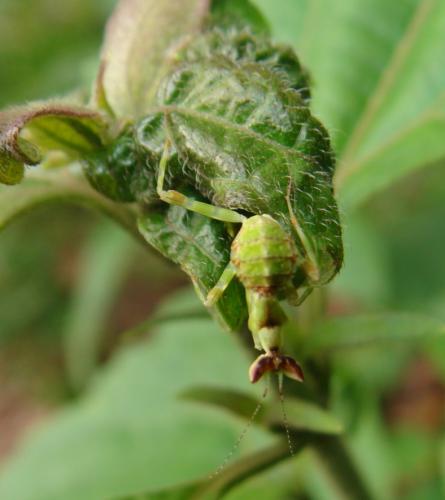 Creobroter sp. nymph on Chromolaena odorata