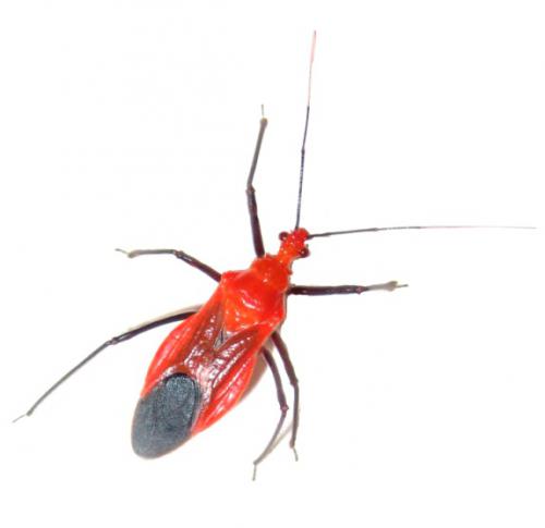 Cydnocoris gilvus female