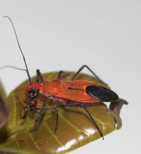 Cydnocoris gilvus female predating on TMB