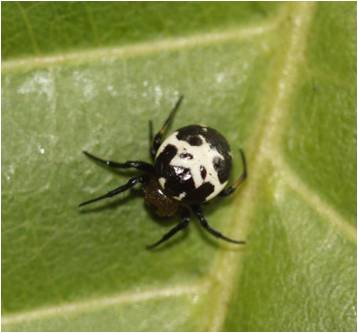 Cyrtarachne keralaensis