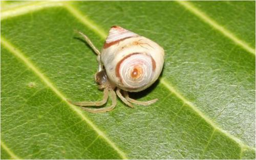 Cyrtarachne raniceps