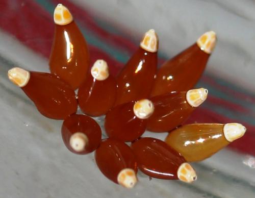 Eggs of Cydnocoris gilvus