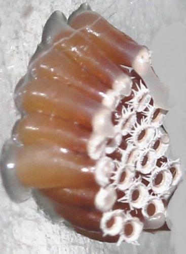 Eggs of Panthous bimaculatus