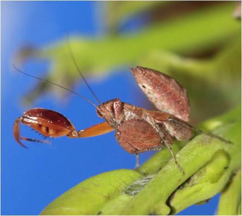 Ephestiasula pictipes