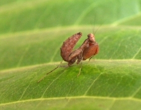 Ephestiasula pictipes (2)