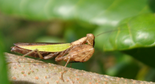 Ephestiasula pictipes female