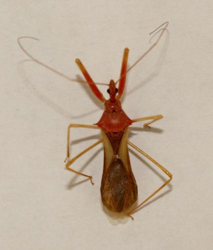 Epidaus bicolor Distant