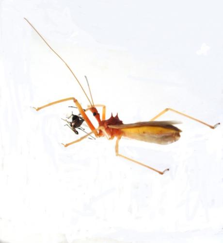 Epidius bicolor predating on TMB