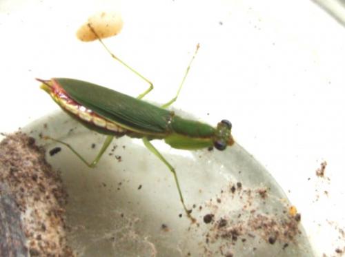 Euantissa pulchra adult 1