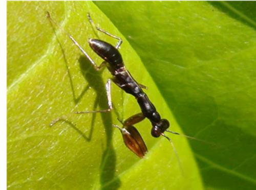 Euantissa pulchra nymph