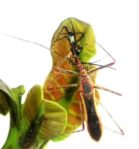 Eugarous feeding on tmb