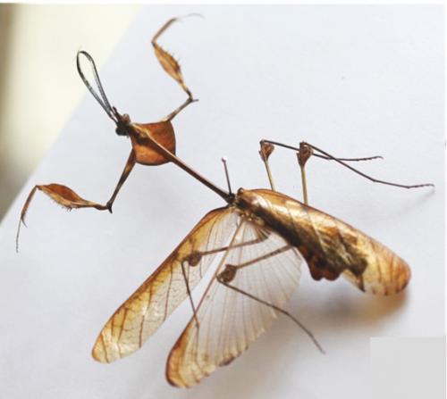 Gongylus gongyloides