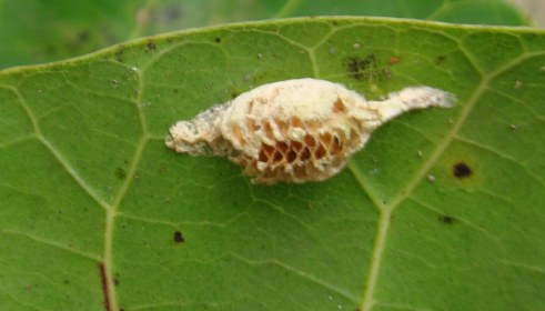 Hatched oothecaeof Ephestiasula picticeps