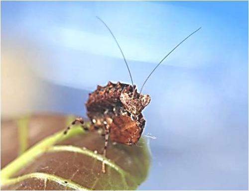 Hestiasula brunneriana 1