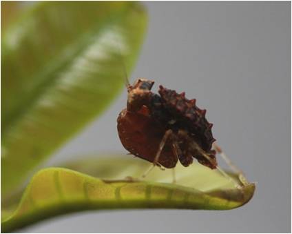 Hestiasula brunneriana