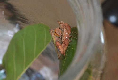 Hestiasula burnneriana 1