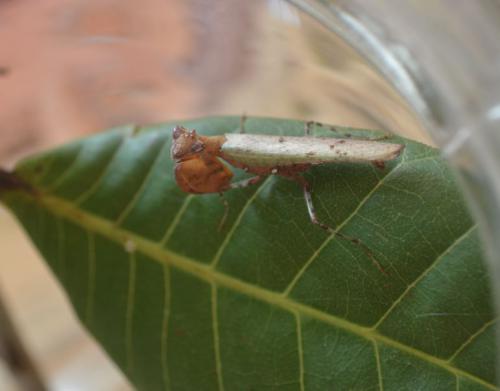 Hestiasula burnneriana male