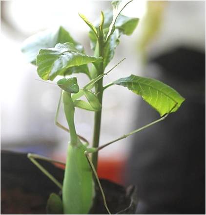 Hierodula membranacea 1