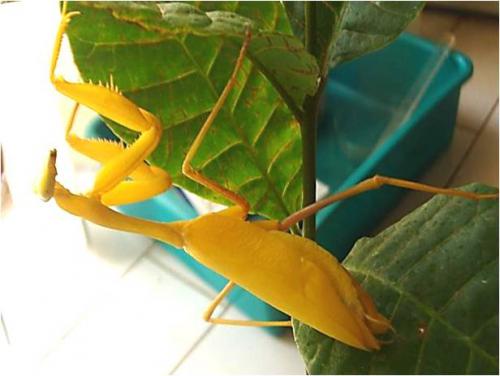 Hierodula membranacea