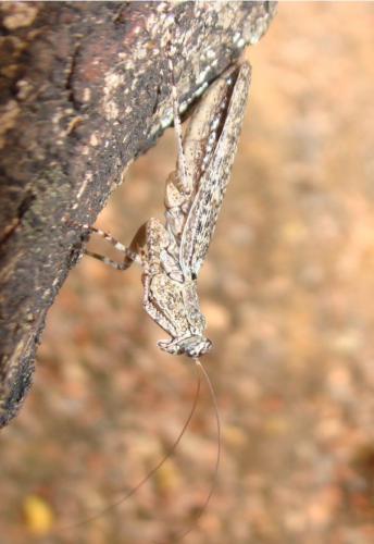 Humbertiella similis