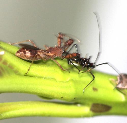 Irantha armipes predating TMB