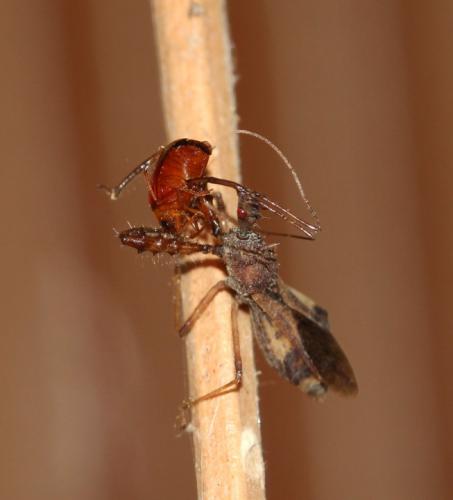 Irantha armipes predating a Monolepta beetle