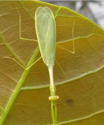 Leptomantella sp. (2)