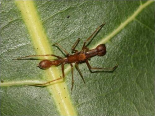 Myrmarachne orientalis