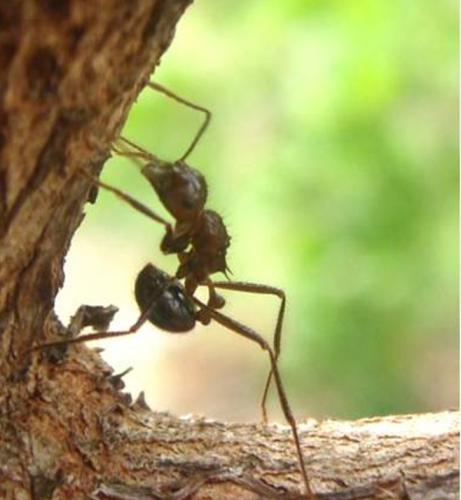 Myrmecaria brunneriana