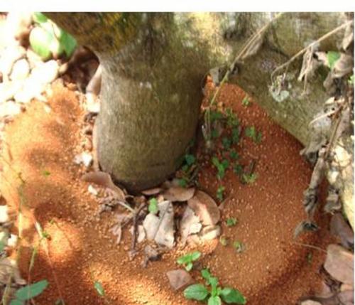 Nest of Myrmecaria brunneriana