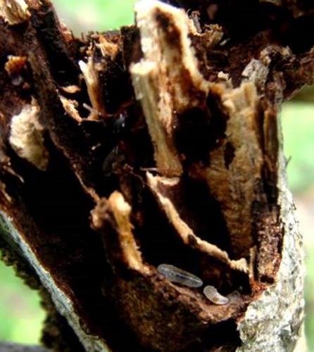 Nest of Tetraponera rufonigra in dead log