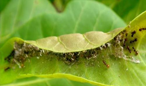 Nests of Polyrachis sp.