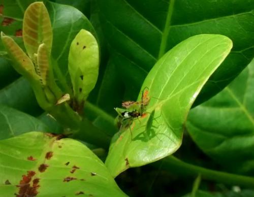 Nymph of Euantissa pulchra predating TMB