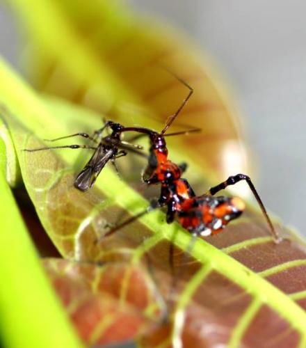 Nymph of Panthous bimaculatus predating on TMB