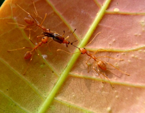 Oecophylla smaragdina
