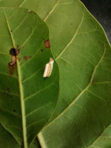 Ootheca of Leptomantella sp.