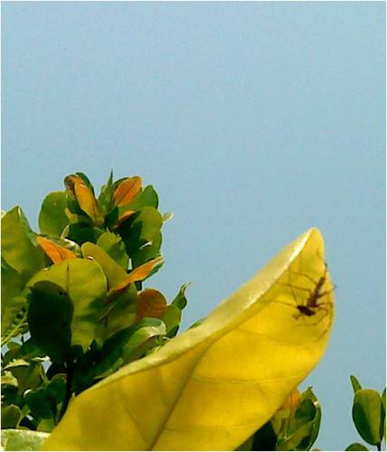 Oxyopes sp. predating TMB