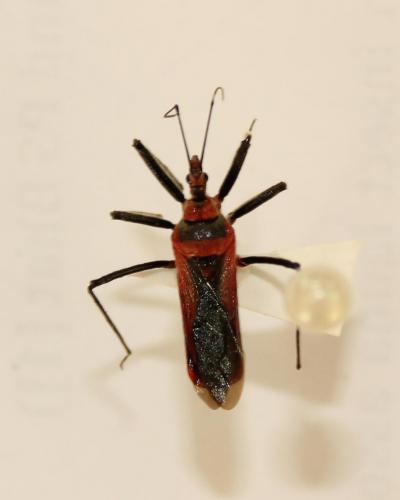 Rhynocoris fuscipes