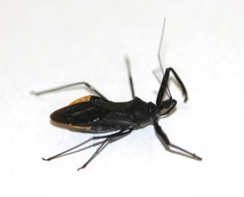 Rihirbus trochnatericus female