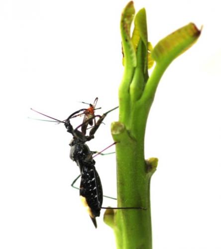 Rihirbus trochnatericus predating on TMB (2)