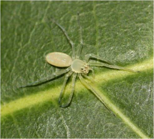 Salticid spider