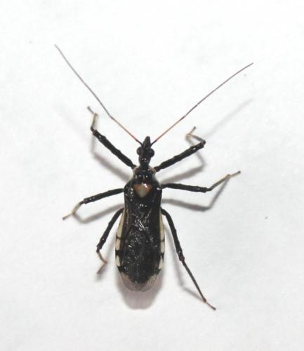 Sphedanolestes sp. female