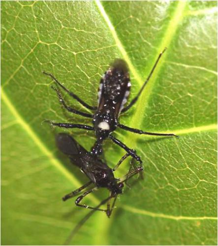 Sphedanolestes sp. predating TMB