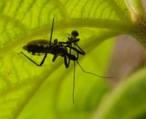 Sphedanolestes sp. predating an ant