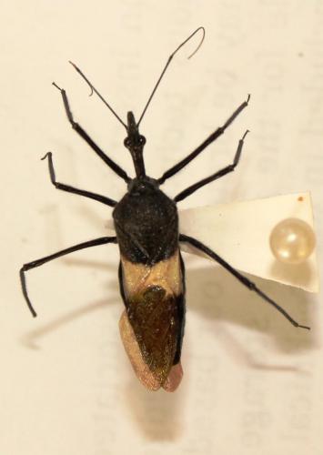 Sycanus galbanus Distant